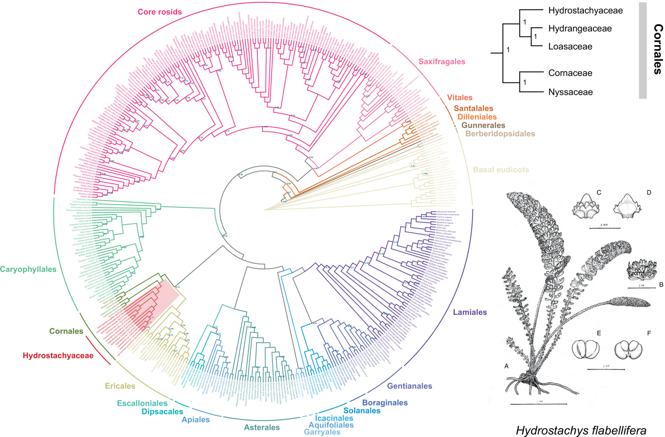 武漢植物園在非洲特有植物水穗草科的係統位置研究中取得進展