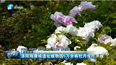 洛陽隋唐城遺址植物園5萬餘株牡丹成片開放