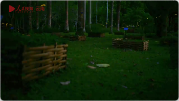 夢幻！來西雙版納邂逅浪漫螢火蟲